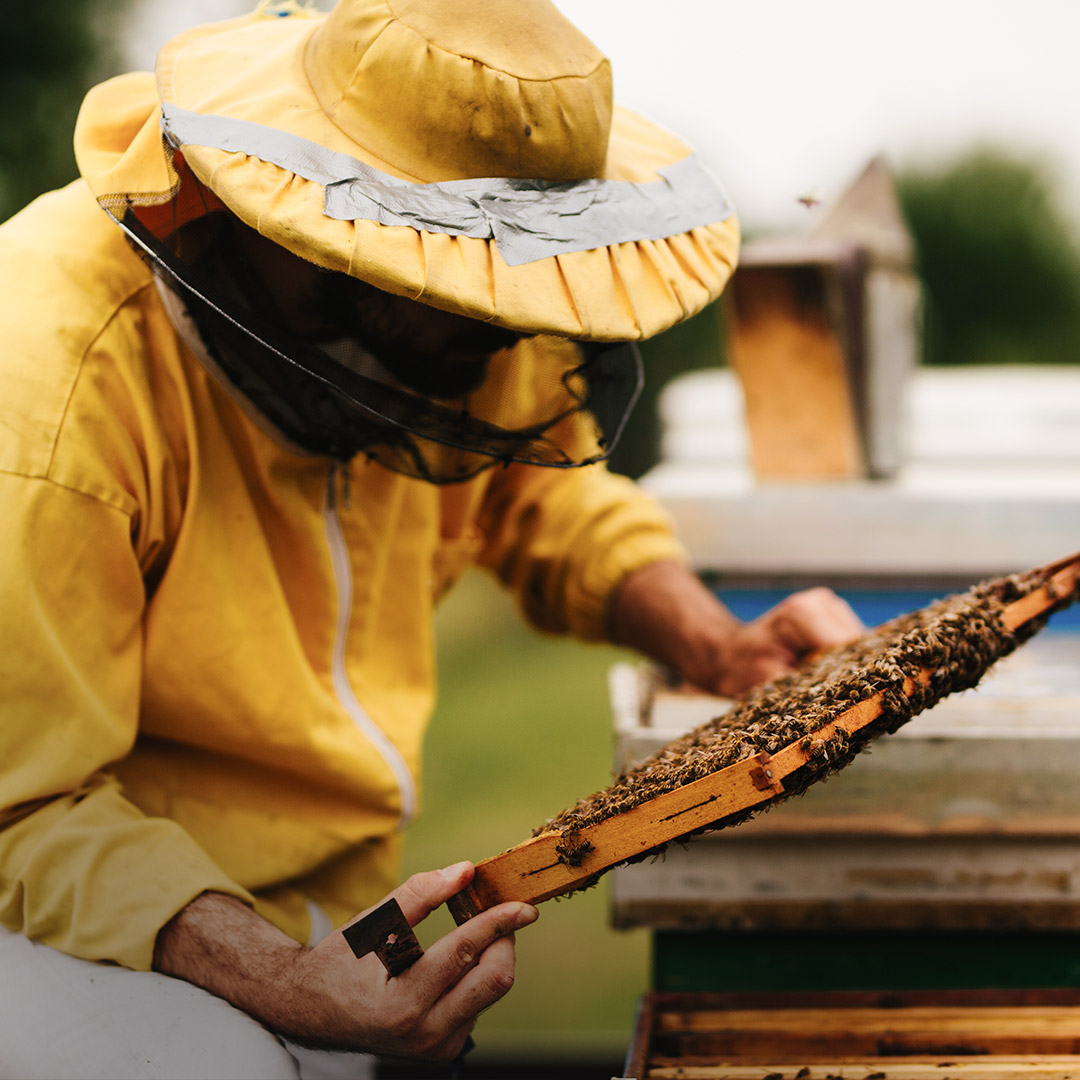 Design site Naturapi.com